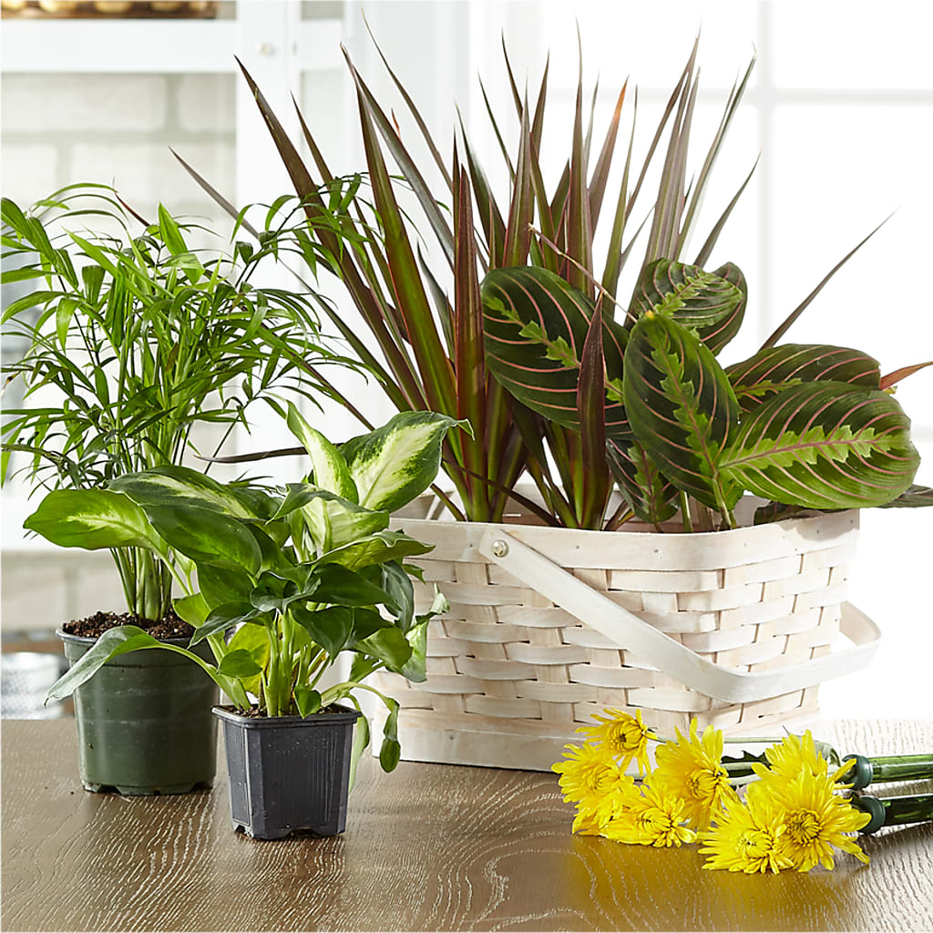 Florist Designed Blooming and Green Plants in a Basket – Nela Park Florist Llc, East Cleveland OH