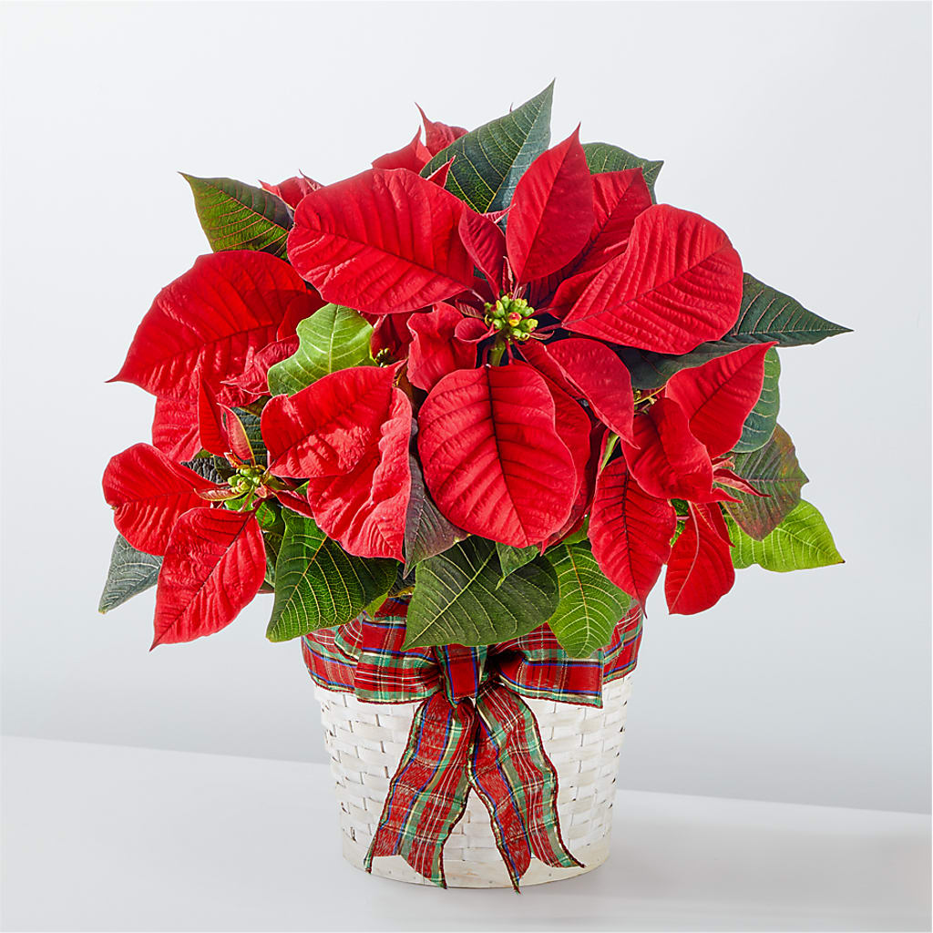 Happiest Holidays Poinsettia – Nela Park Florist Llc, East Cleveland OH