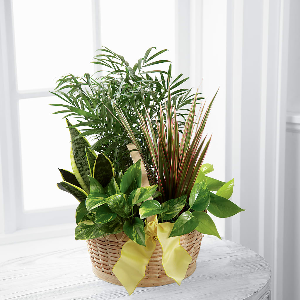 French Garden – Nela Park Florist Llc, East Cleveland OH