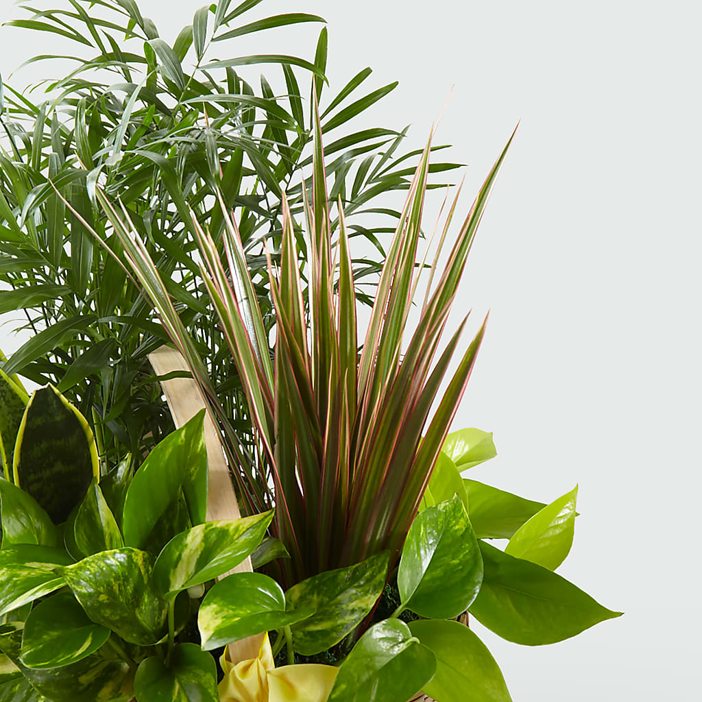 French Garden – Nela Park Florist Llc, East Cleveland OH