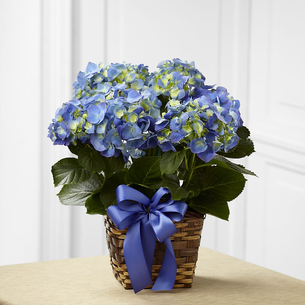 Blue Hydrangea Planter – Nela Park Florist Llc, East Cleveland OH
