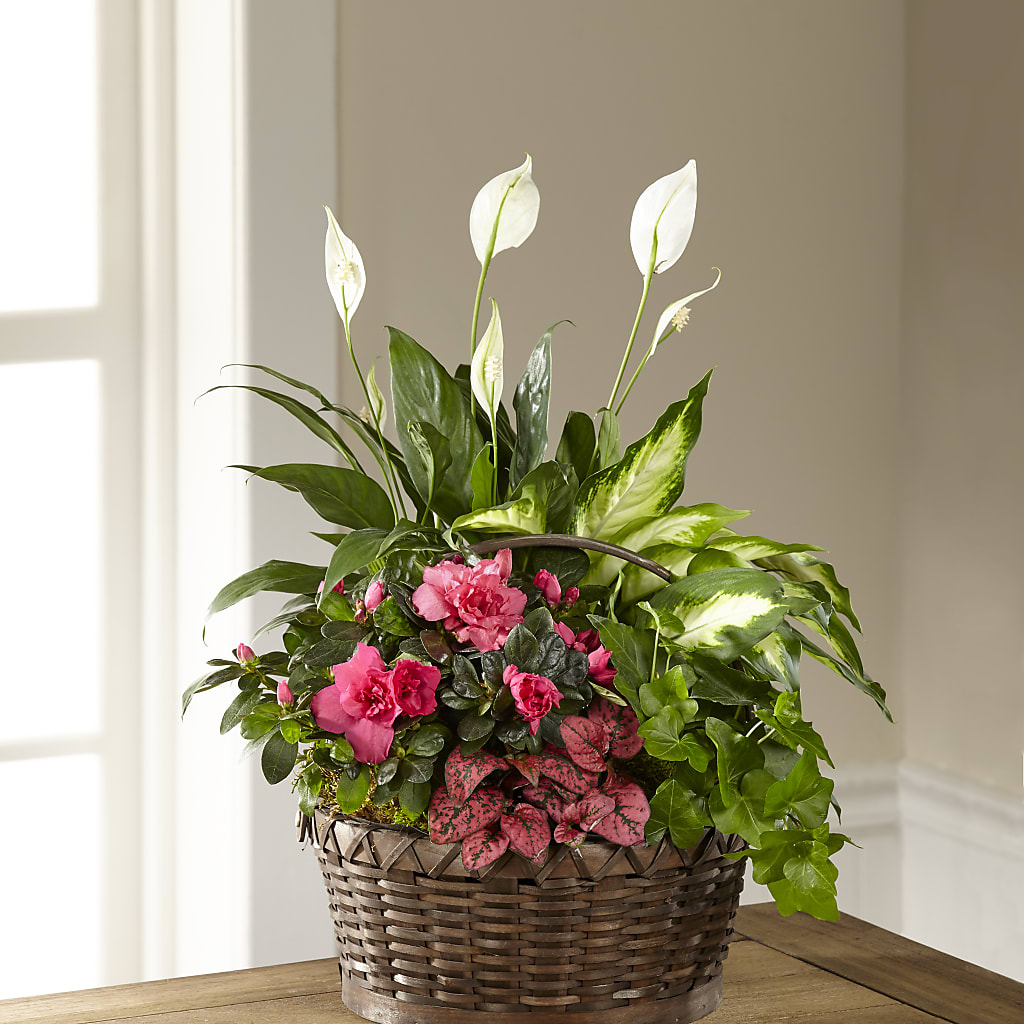 Dream in Pink Dishgarden – Nela Park Florist Llc, East Cleveland OH