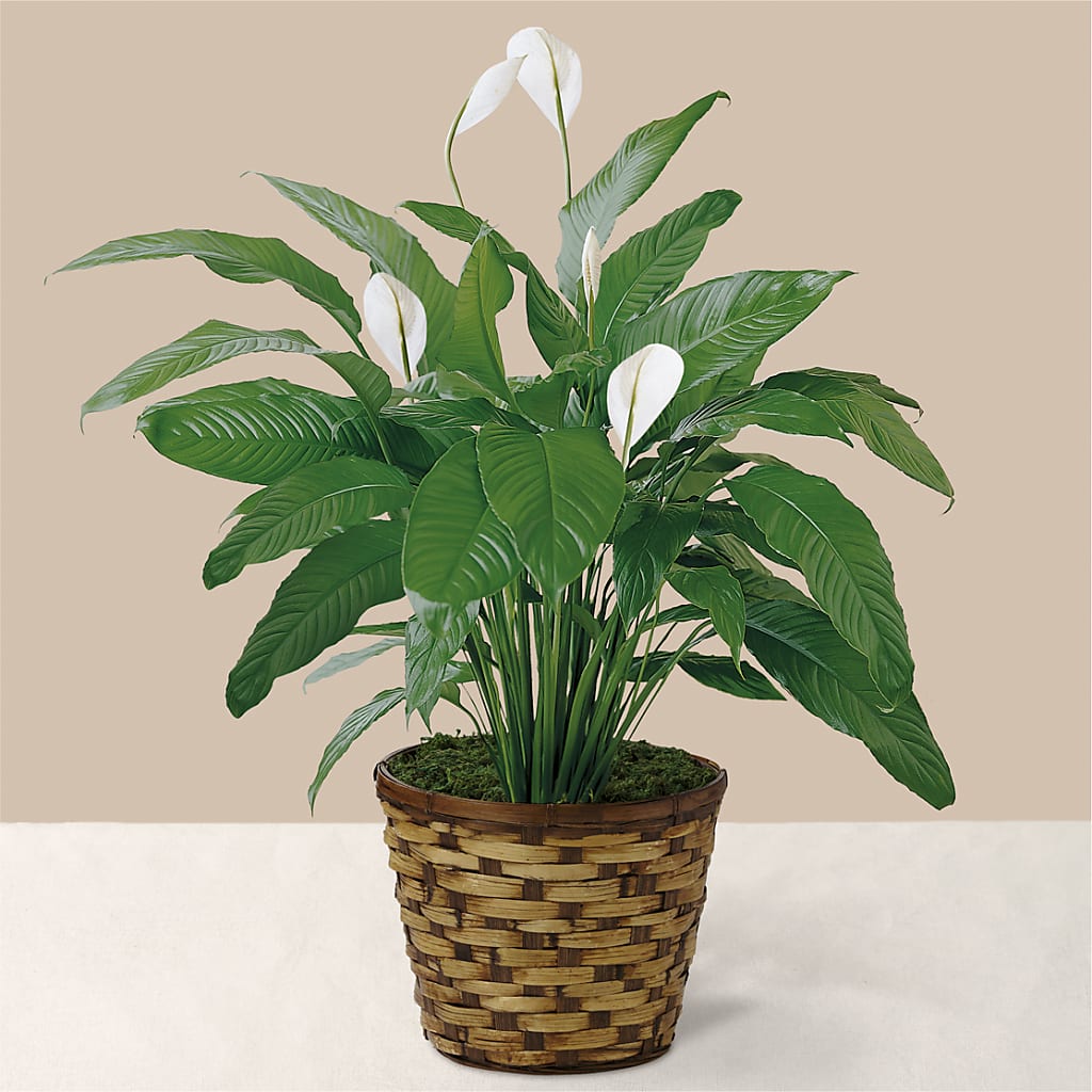 Tranquil Moments Peace Lily Plant – Nela Park Florist Llc, East Cleveland OH