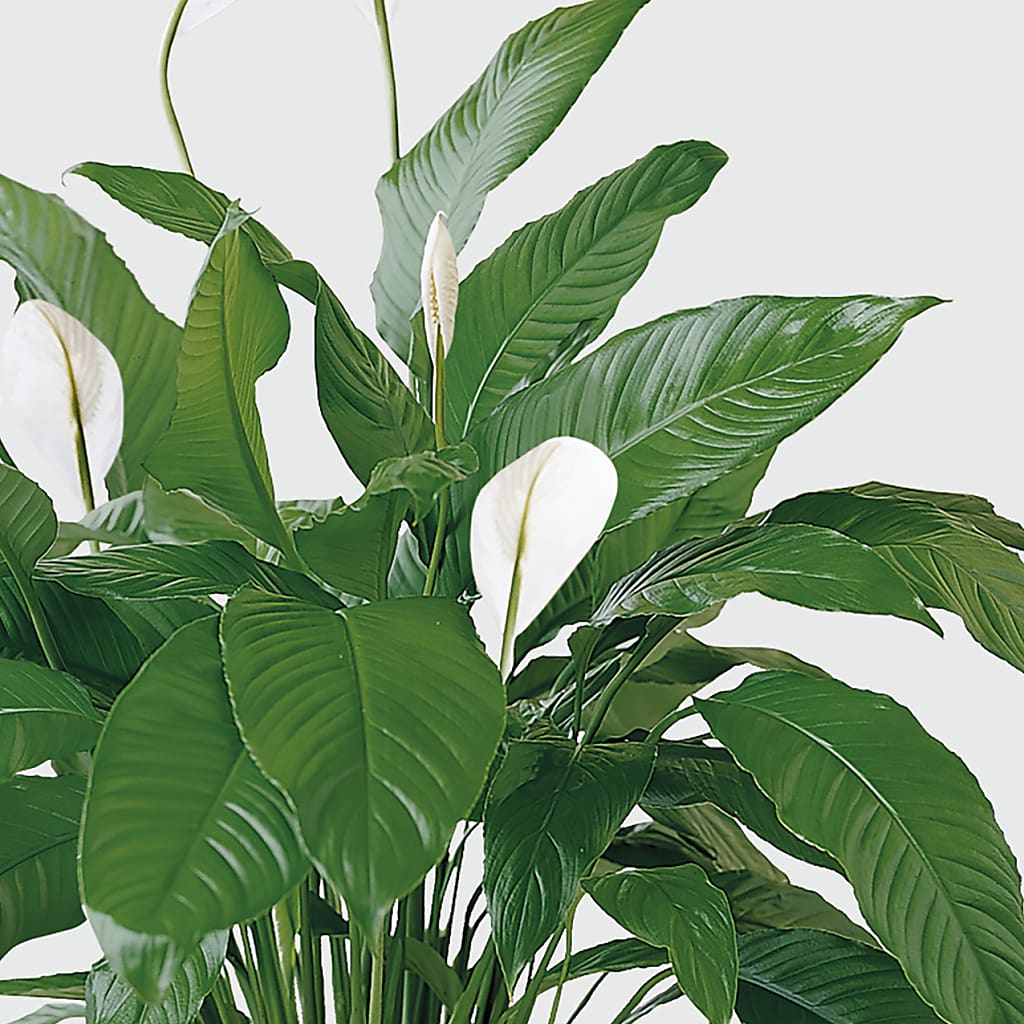 Tranquil Moments Peace Lily Plant – Nela Park Florist Llc, East Cleveland OH