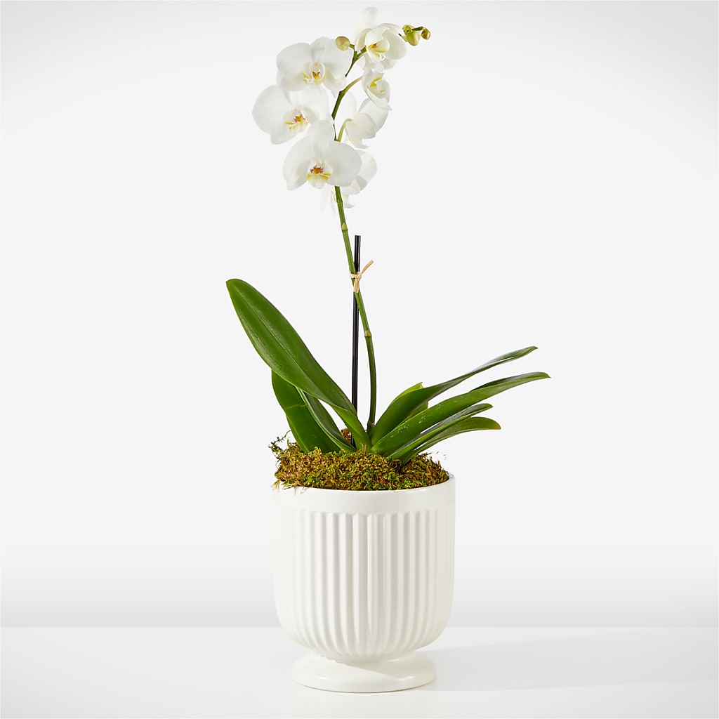 Whispering White Orchid – Nela Park Florist Llc, East Cleveland OH