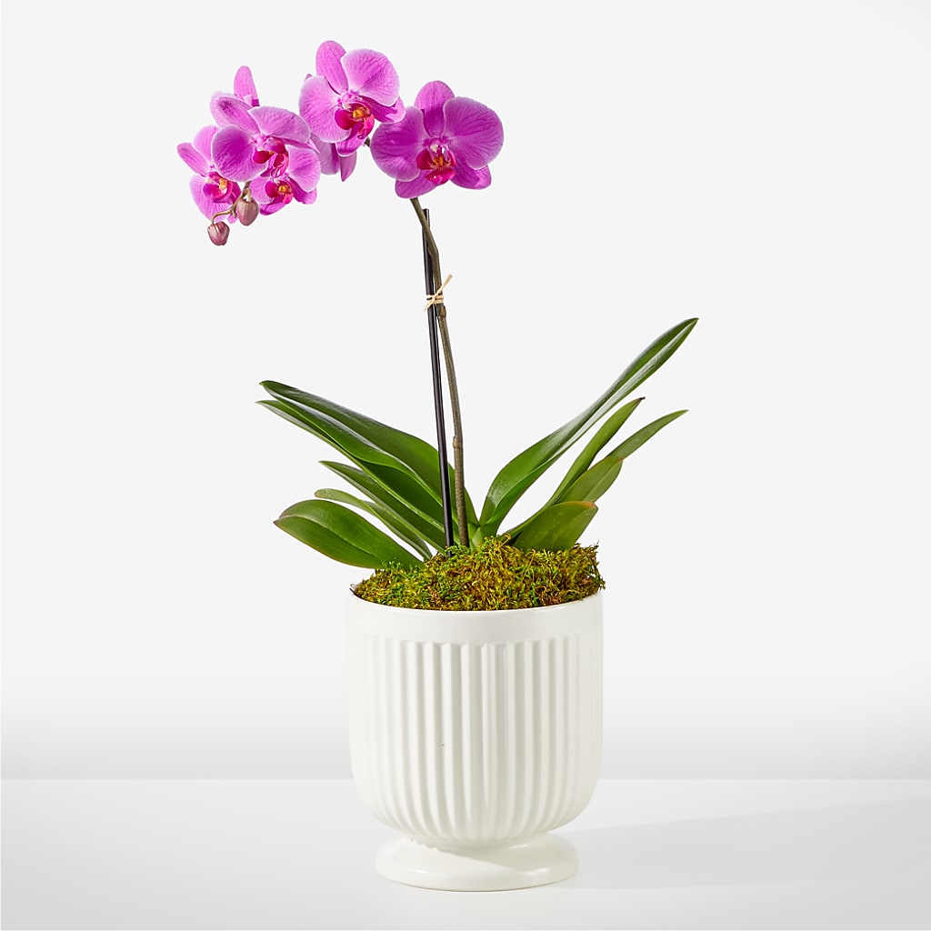 Friendly Fuchsia Orchid – Nela Park Florist Llc, East Cleveland OH