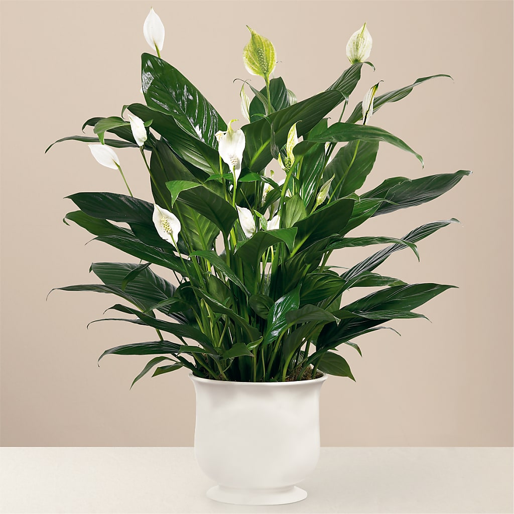 Comfort Planter – Nela Park Florist Llc, East Cleveland OH