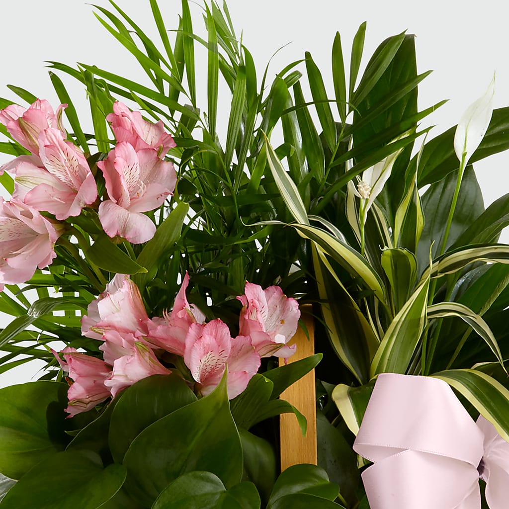 Living Spirit Dishgarden – Nela Park Florist Llc, East Cleveland OH