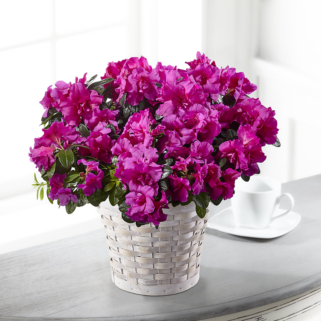Hope & Serenity Azalea Plant – Nela Park Florist Llc, East Cleveland OH