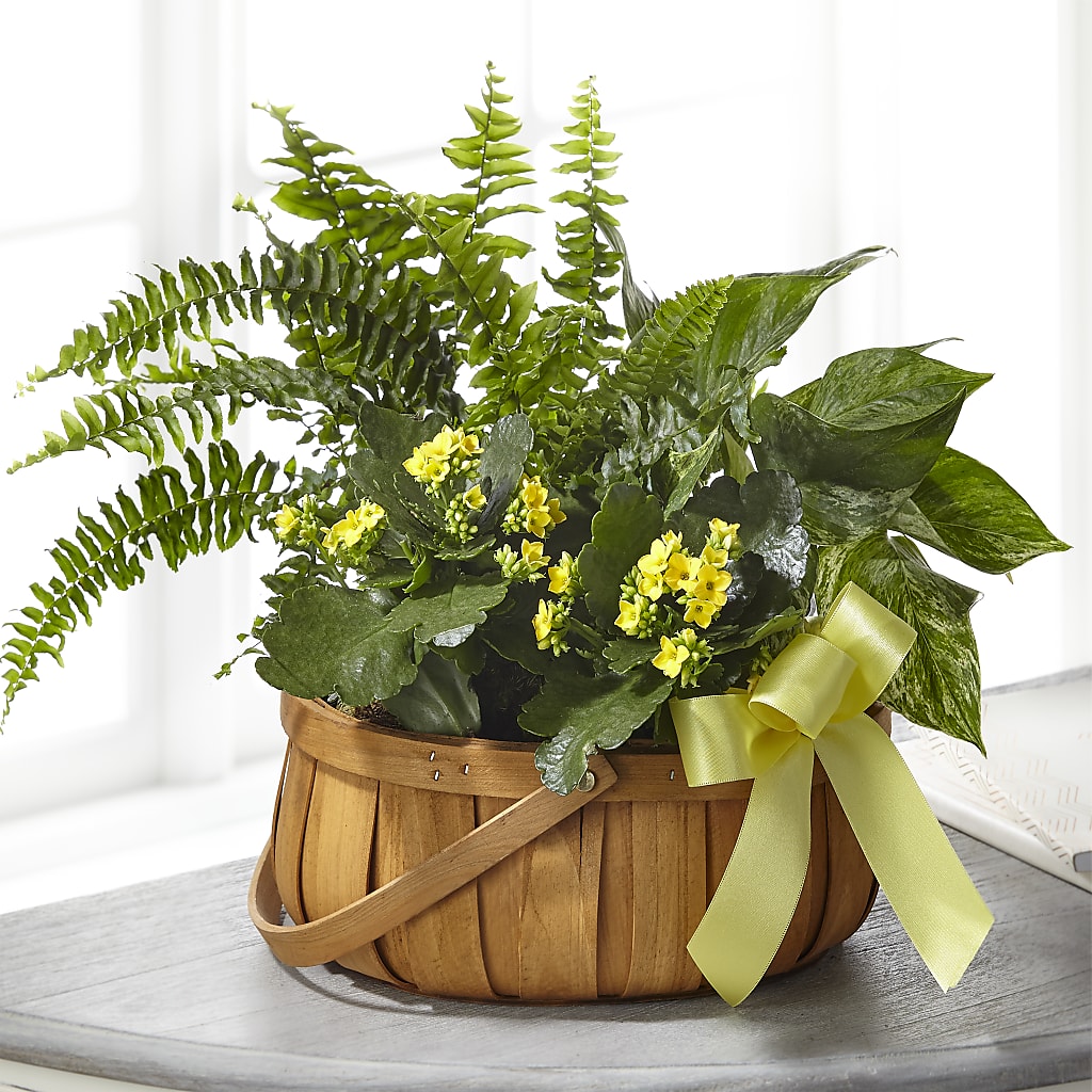 Always Dear Dishgarden – Nela Park Florist Llc, East Cleveland OH