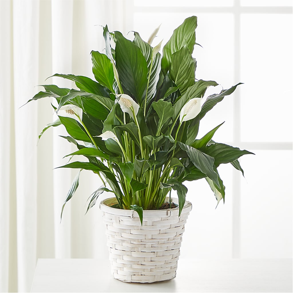 clevelandii peace lily A New Leaf Peace Lily