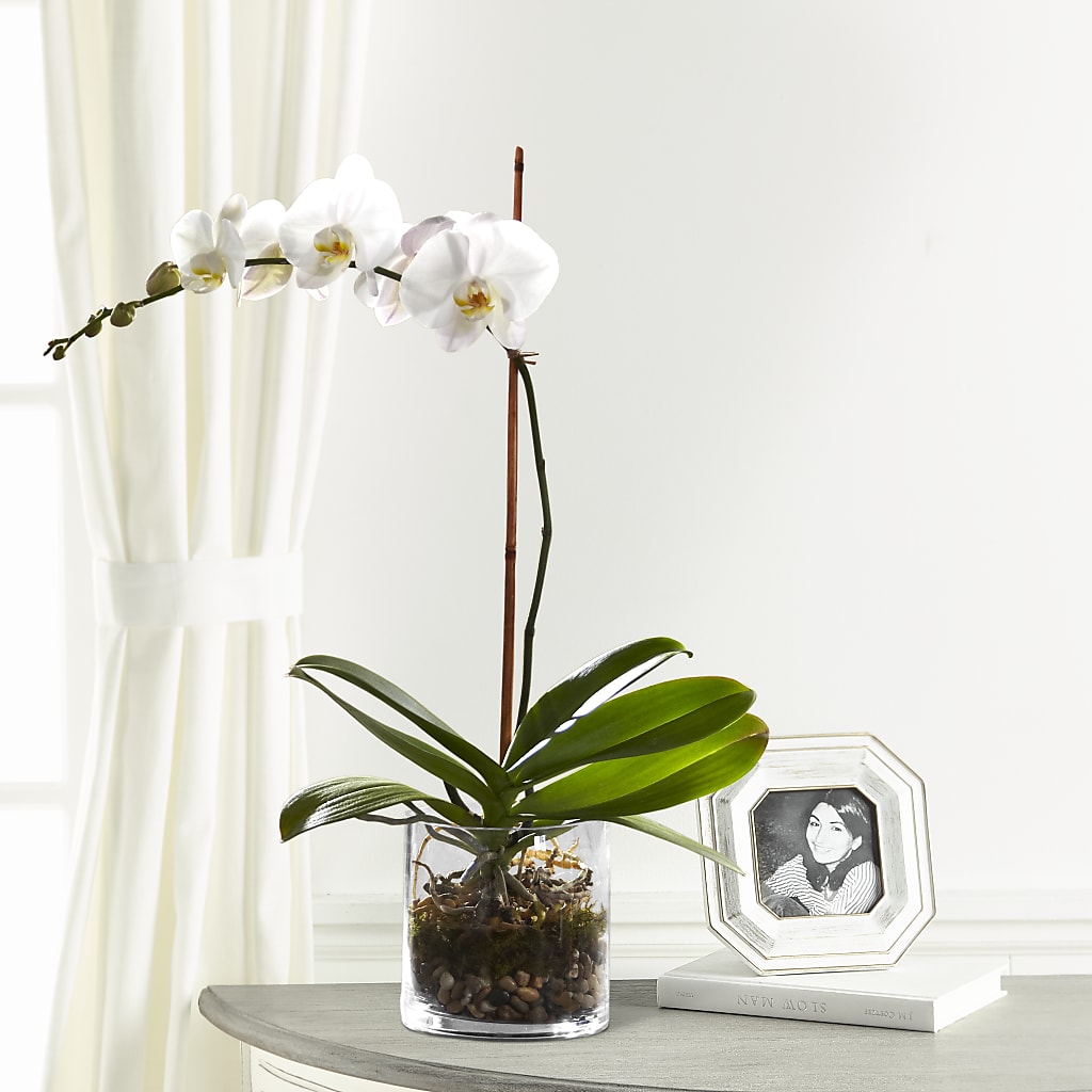 White Orchid Planter – Nela Park Florist Llc, East Cleveland OH
