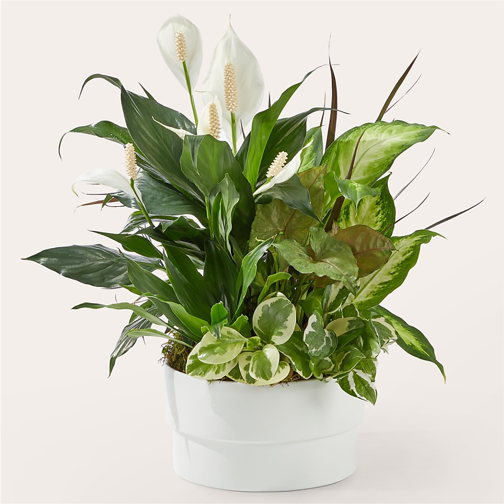 Radiating Positivity Dishgarden – Nela Park Florist Llc, East Cleveland OH