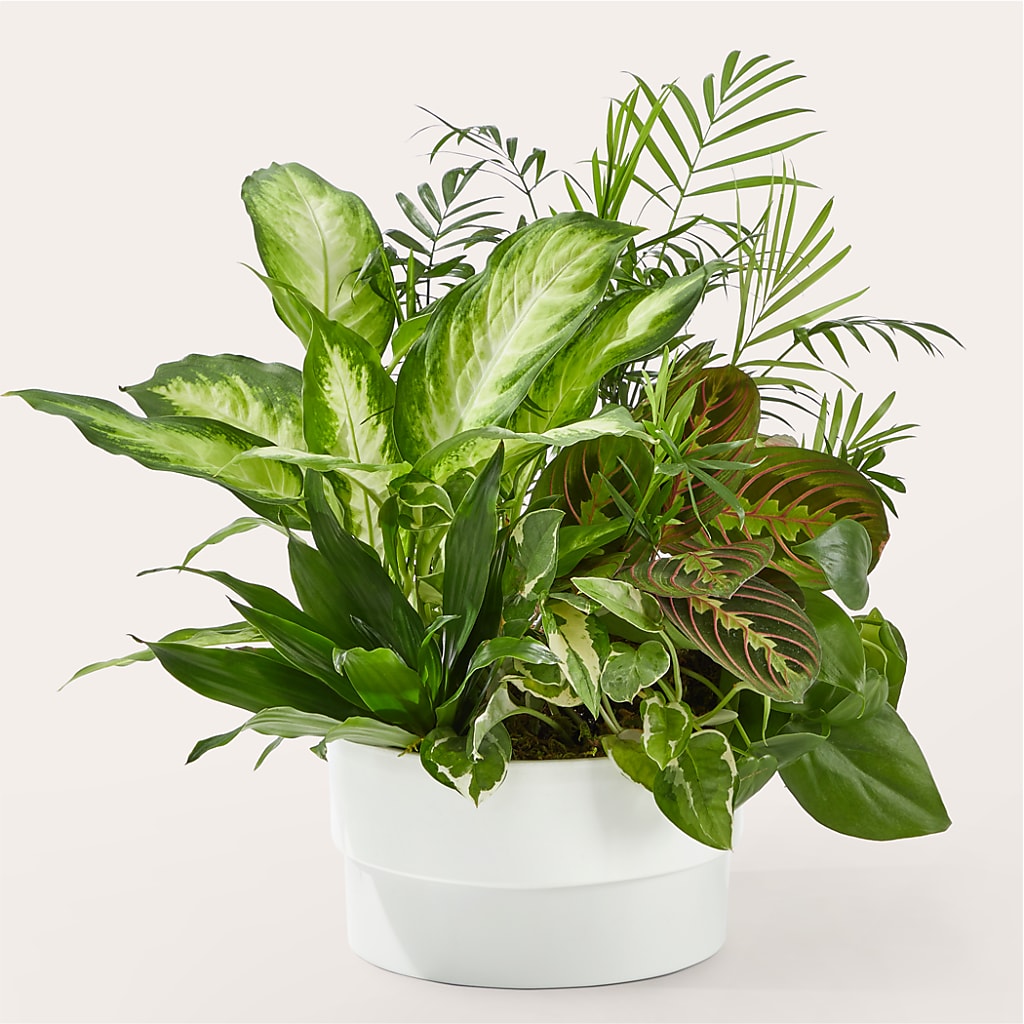 Radiating Positivity Dishgarden – Nela Park Florist Llc, East Cleveland OH