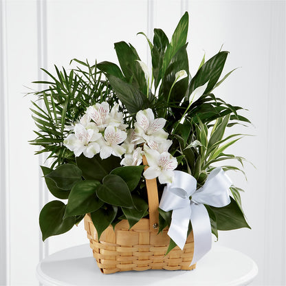 Peace & Serenity Dishgarden –  Nela Park Florist Llc, East Cleveland OH