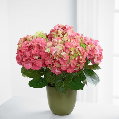 Pink Hydrangea Planter –  Nela Park Florist Llc, East Cleveland OH