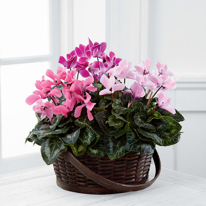 Mixed Cyclamen Planter –  Nela Park Florist Llc, East Cleveland OH