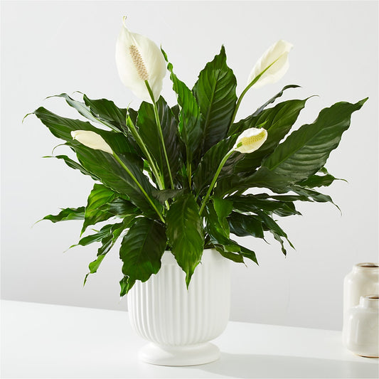 Comfort Planter –  Nela Park Florist Llc, East Cleveland OH