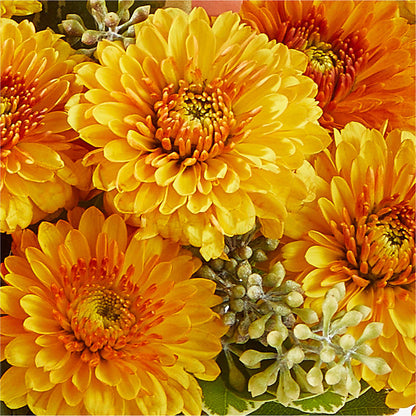 Peachy Pumpkin –  Nela Park Florist Llc, East Cleveland OH