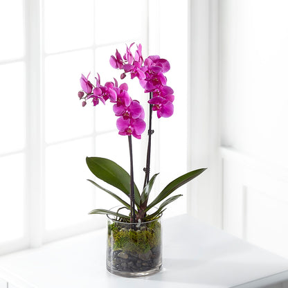 Pink Orchid Plant –  Nela Park Florist Llc, East Cleveland OH