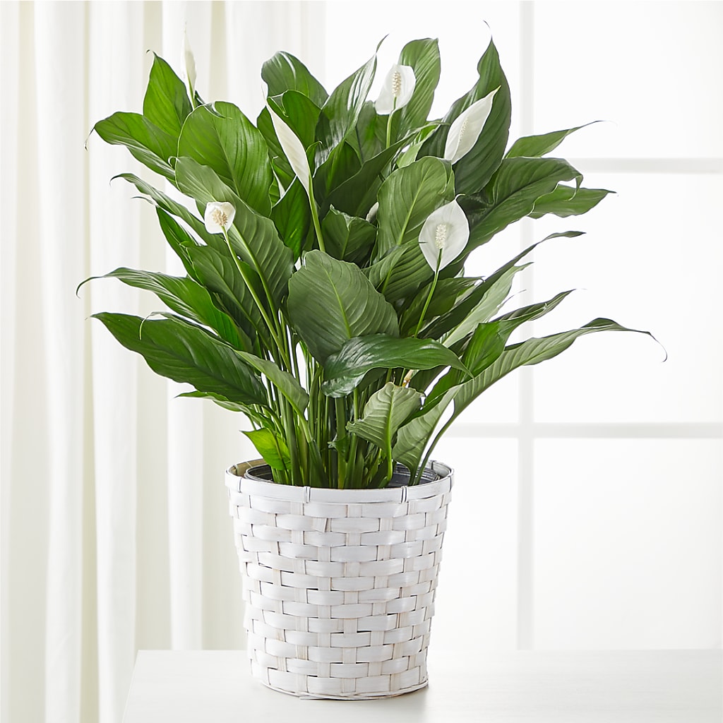 cleveland peace lily A New Leaf Peace Lily