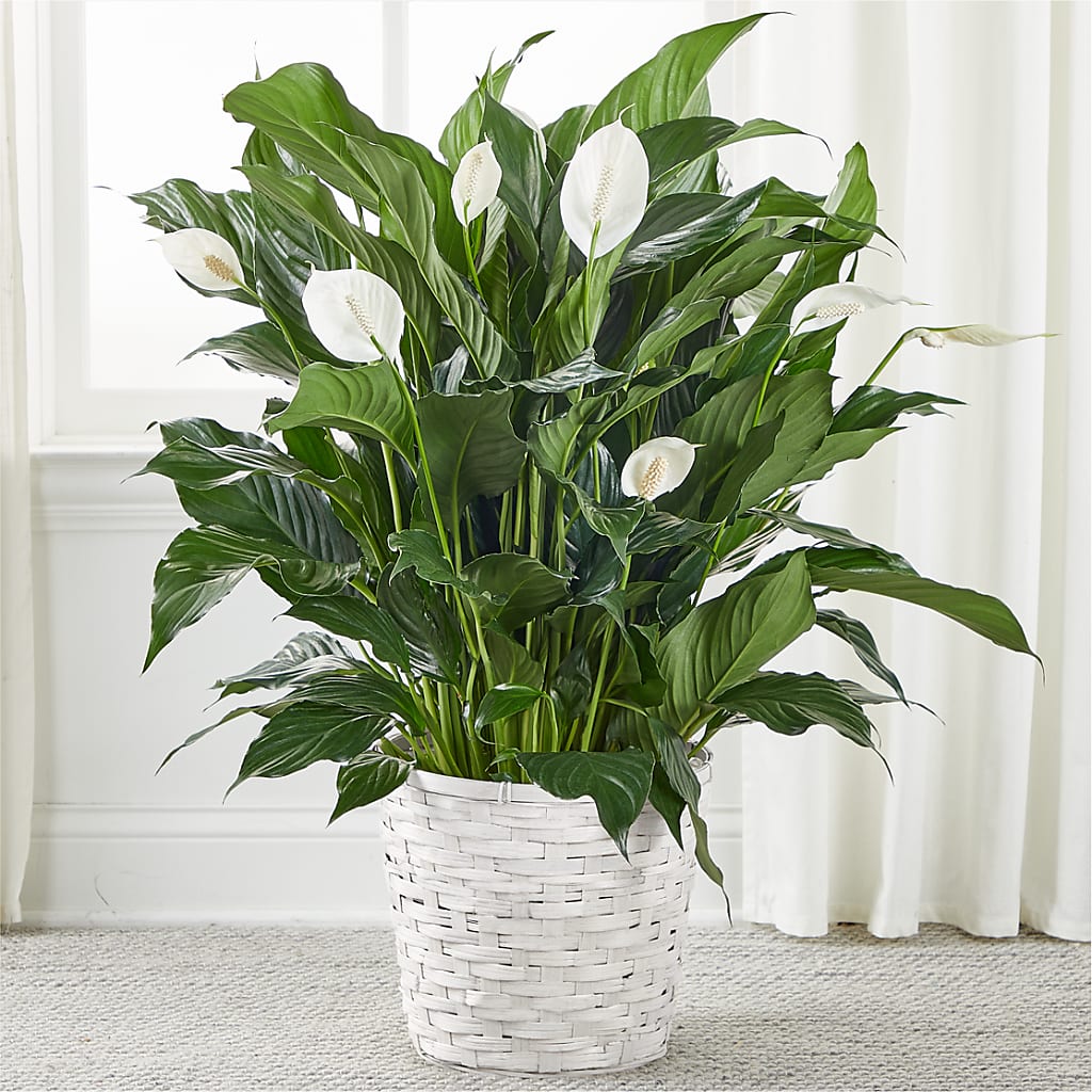 where is the peace lily from A New Leaf Peace Lily