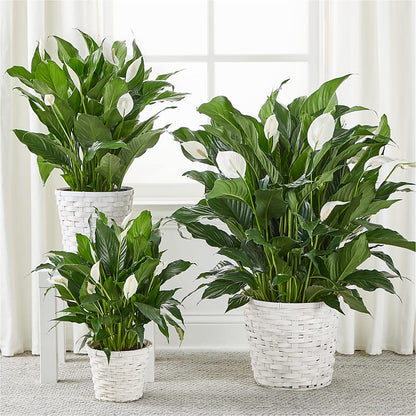 A New Leaf Peace Lily –  Nela Park Florist Llc, East Cleveland OH