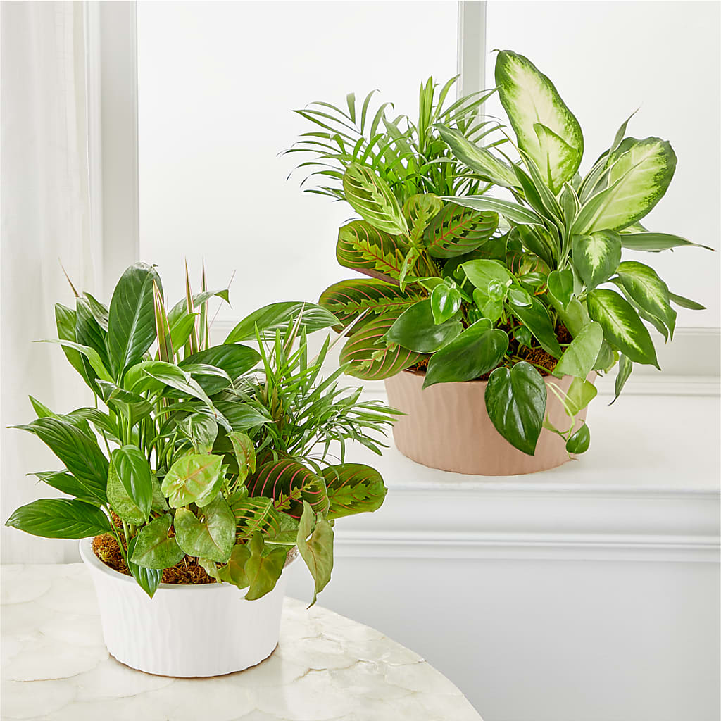Balance & Harmony Dishgarden –  Nela Park Florist Llc, East Cleveland OH