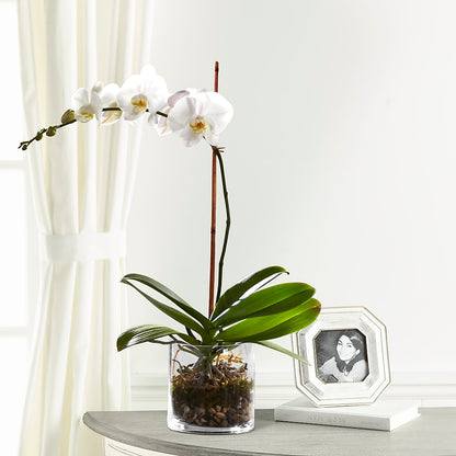 White Orchid Planter –  Nela Park Florist Llc, East Cleveland OH